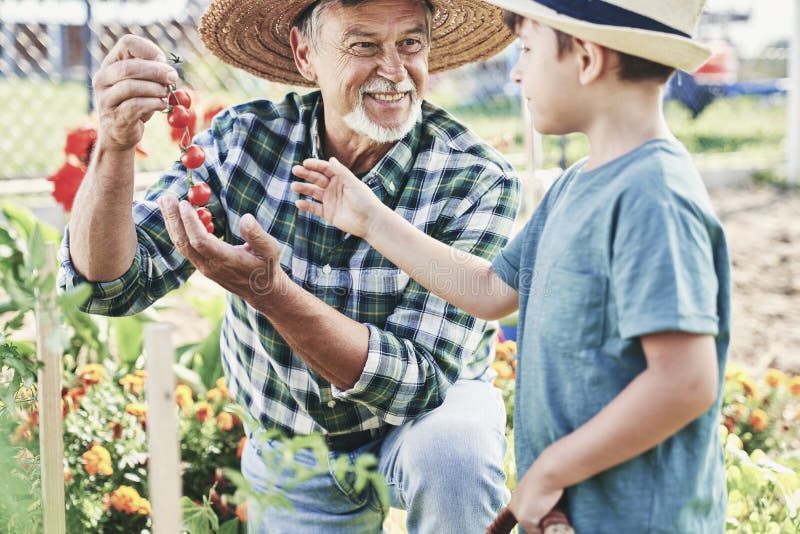 Grand-père et petit-fils passant du temps dans un marchand de légumes photographie stock libre de droits