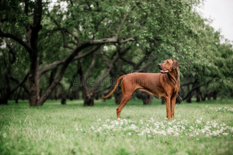 Grand ridgeback rouge de Rhodesian marchant dehors au parc images stock Grand ridgeback rouge de Rhodesian marchant dehors au parc images stock