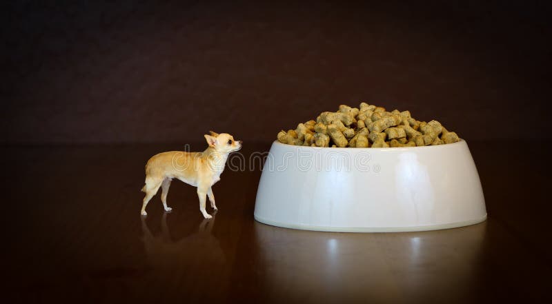 Rêve grand! Du point de vue d'un petit chien! illustration stock