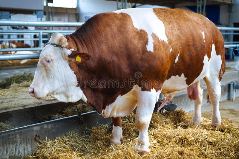 Grand taureau brun photo stock Grand taureau brun photo stock