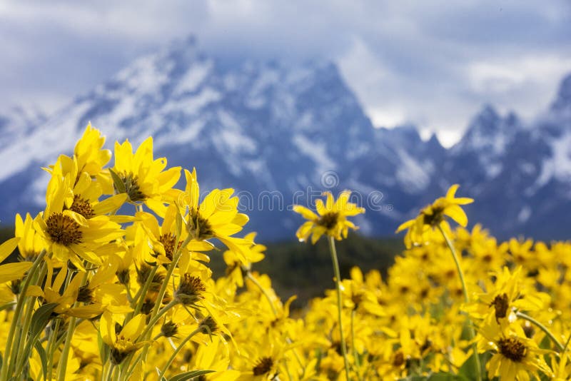 Grand teton mountains with flowers in foreground royalty free stock images Grand teton mountains with flowers in foreground royalty free stock images