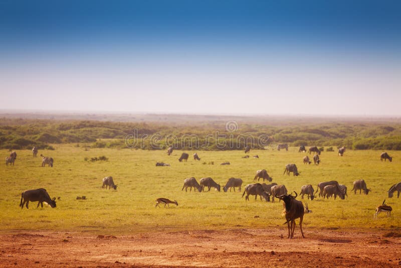 Grand troupeau de gnous bleus pâturant à la savane photographie stock libre de droits Grand troupeau de gnous bleus pâturant à la savane photographie stock libre de droits