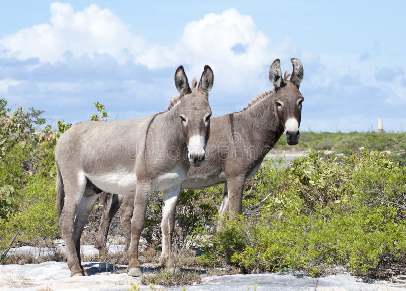 Grand Turk Island Donkeys
