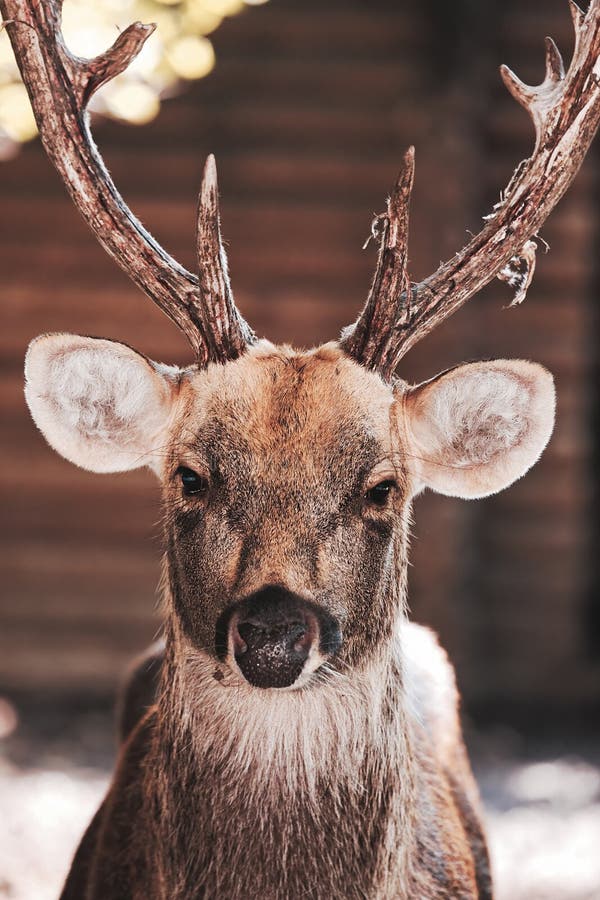 Grand type de whitetail images libres de droits Grand type de whitetail images libres de droits