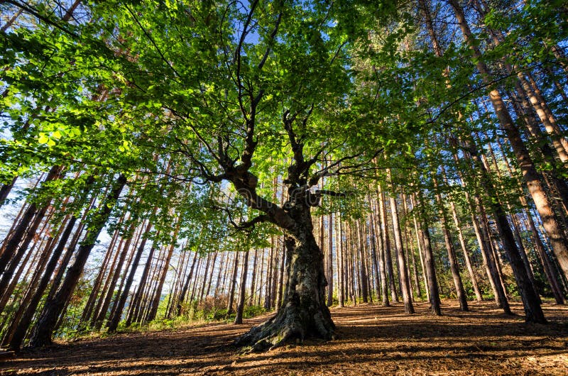 Grand vieil arbre photographie stock Grand vieil arbre photographie stock
