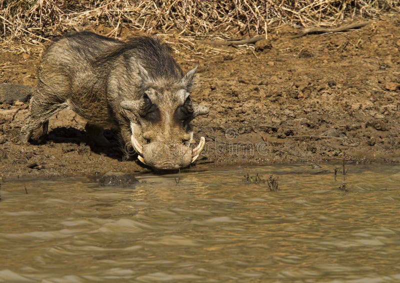 Grand warthog africain image stock Grand warthog africain image stock