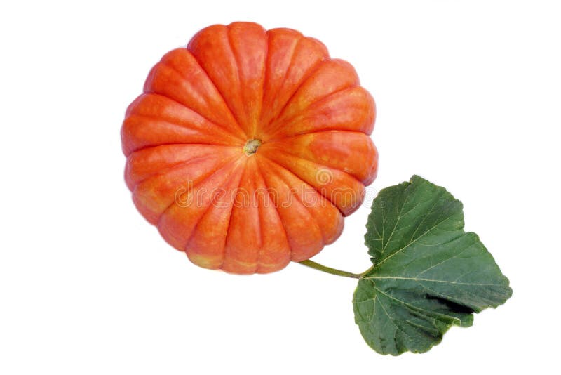 Grande abóbora madura com folha imagem de stock royalty free