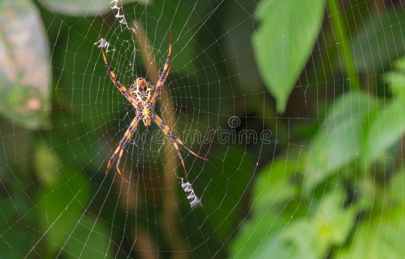 Grande aemula do Argiope da aranha do Argiope fotografia de stock royalty free Grande aemula do Argiope da aranha do Argiope fotografia de stock royalty free