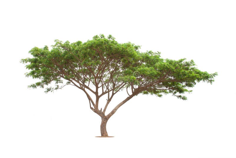 Grande albero fotografia stock libera da diritti Grande albero fotografia stock libera da diritti