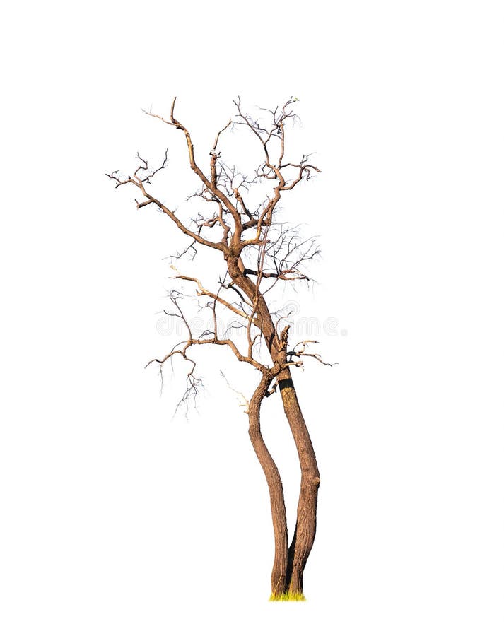 Grande albero asciutto immagini stock libere da diritti Grande albero asciutto immagini stock libere da diritti