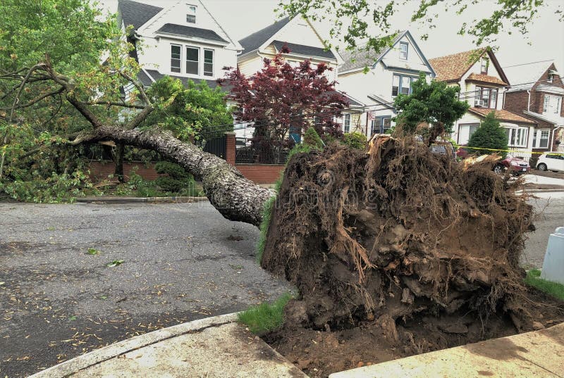 Grande albero caduto con le radici dopo la tempesta