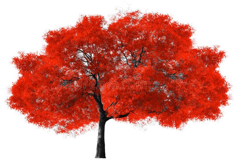 Grande albero rosso su fondo bianco immagine stock libera da diritti Grande albero rosso su fondo bianco immagine stock libera da diritti