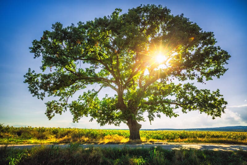 Grande albero verde in un campo, HDR immagine stock libera da diritti Grande albero verde in un campo, HDR immagine stock libera da diritti