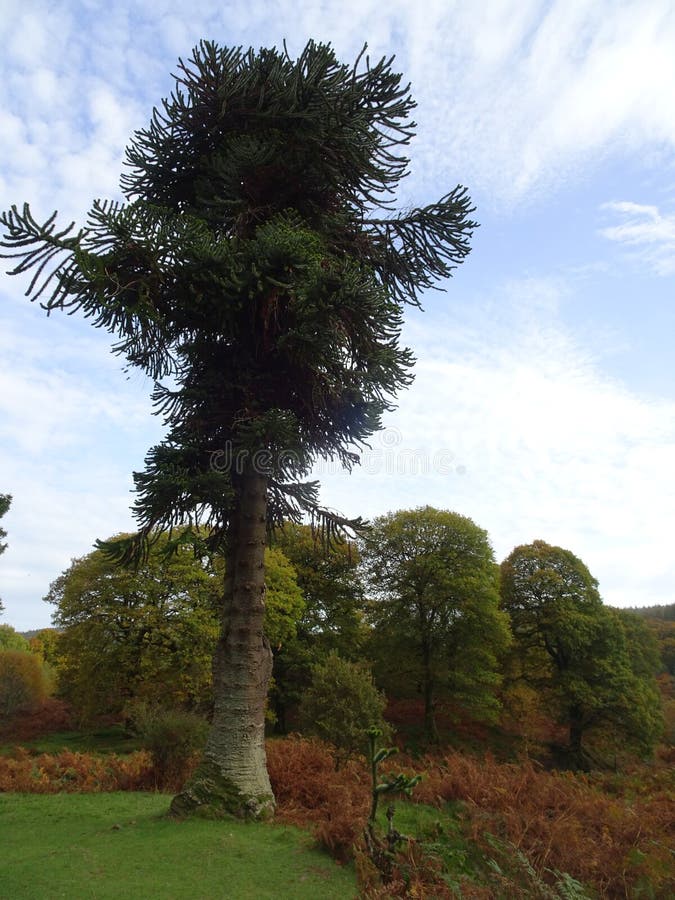 Grande albero vicino alla cascata di Powerscourt nelle montagne di Wicklow vicino a Dublino in Irlanda fotografia stock libera da diritti Grande albero vicino alla cascata di Powerscourt nelle montagne di Wicklow vicino a Dublino in Irlanda fotografia stock libera da diritti