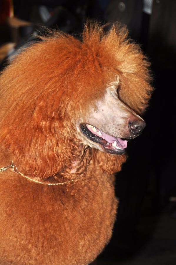 Gonna Barboncino In Feltro Rosso Fatta In Casa Taglia S/M - Lunghezza - Foto 14