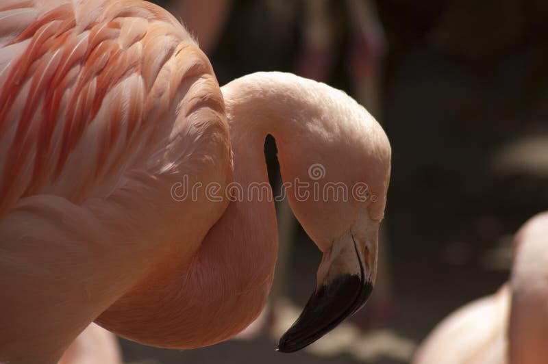 Grande bello fenicottero rosa con il becco curvato allo zoo della LA fotografie stock Grande bello fenicottero rosa con il becco curvato allo zoo della LA fotografie stock