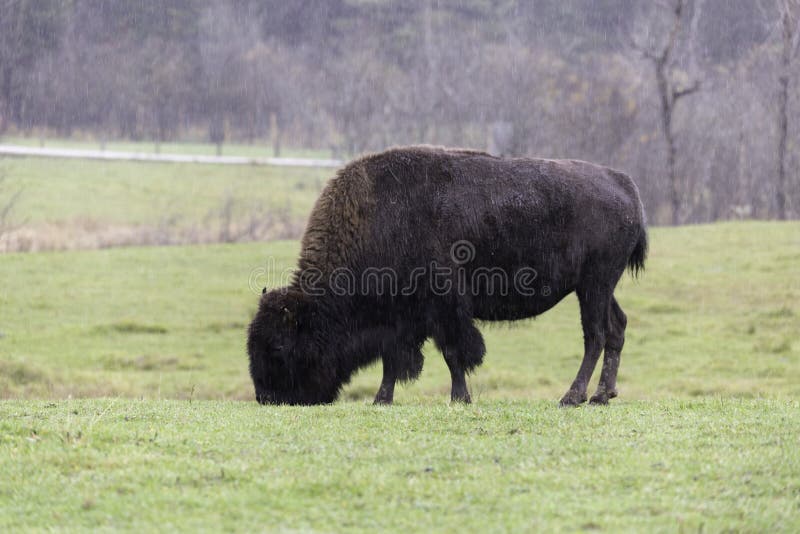 Grande bufalo americano di pascolo del campo fotografia stock Grande bufalo americano di pascolo del campo fotografia stock