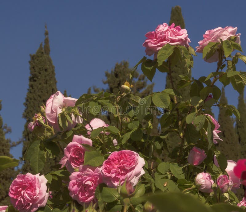 Un Letto Delle Rose E Del Viale Del Cipresso Nella Valle Della ...