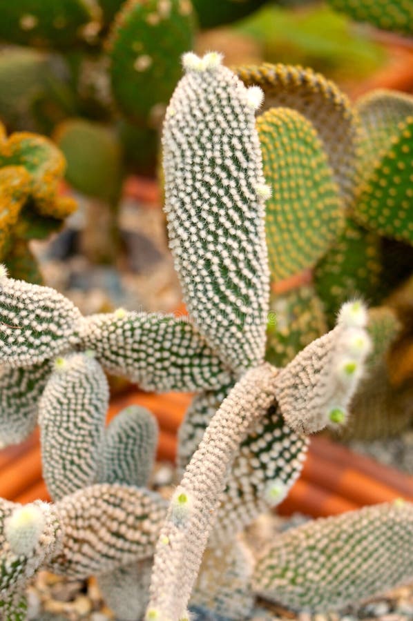 Cerimonia Di Apertura Milano Cortina 2026: Fontana, "Olimpiadi Che Si Adattano Al Territorio L Italia Racconta La Sua Eccellenza Al Mondo - Foto 8