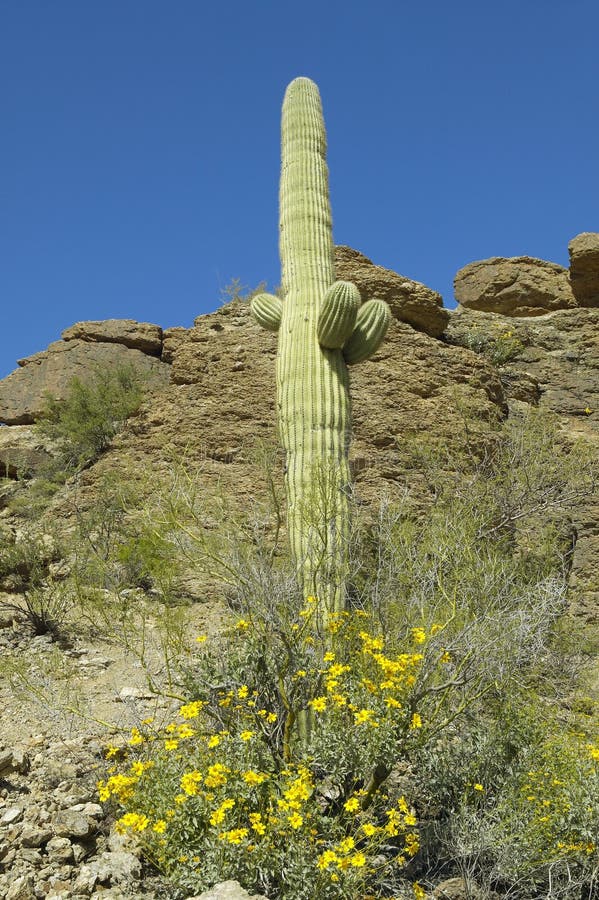 Grande cactus del saguaro in primavera nel parco nazionale ad ovest, Tucson, AZ del saguaro immagini stock Grande cactus del saguaro in primavera nel parco nazionale ad ovest, Tucson, AZ del saguaro immagini stock