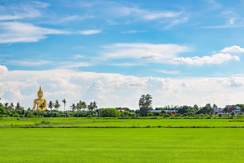 Grande campo dorato del riso e di Buddha fotografie stock libere da diritti Grande campo dorato del riso e di Buddha fotografie stock libere da diritti