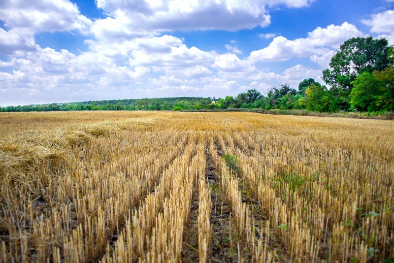 Grande campo giallo dopo la raccolta Giacimenti di grano falciati sotto bei cielo blu e nuvole al giorno soleggiato di estate Lin fotografia stock Grande campo giallo dopo la raccolta Giacimenti di grano falciati sotto bei cielo blu e nuvole al giorno soleggiato di estate Lin fotografia stock