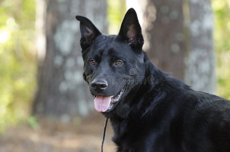 Grande cane nero della razza della miscela del pastore tedesco, salvataggio dell'animale domestico fotografie stock Grande cane nero della razza della miscela del pastore tedesco, salvataggio dell'animale domestico fotografie stock