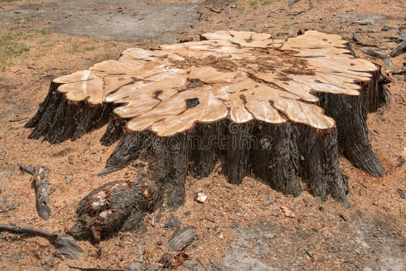 Chiodi In Rame Per La Rimozione Dei Ceppi, Dimensioni 65 Mm