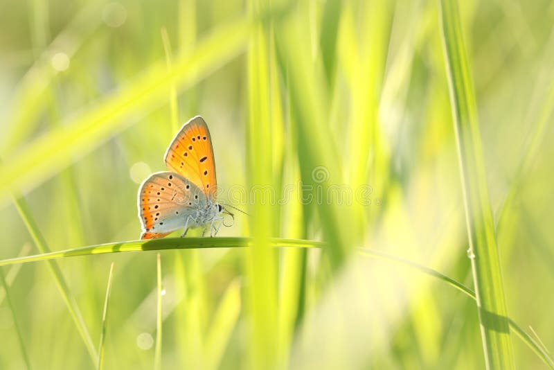 Grande cobre da borboleta - Lycaena dispar em uma manhã ensolarada da mola imagem de stock Grande cobre da borboleta - Lycaena dispar em uma manhã ensolarada da mola imagem de stock