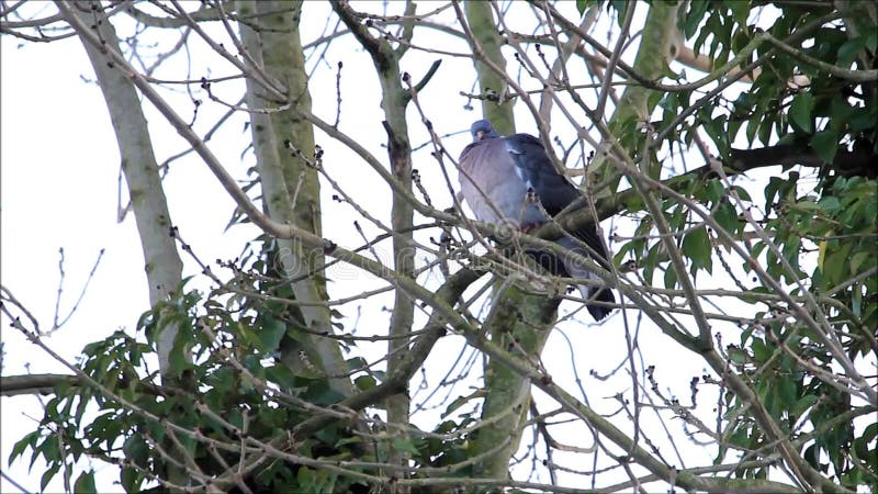 grande colombe se reposant sur la branche dans l'arbre