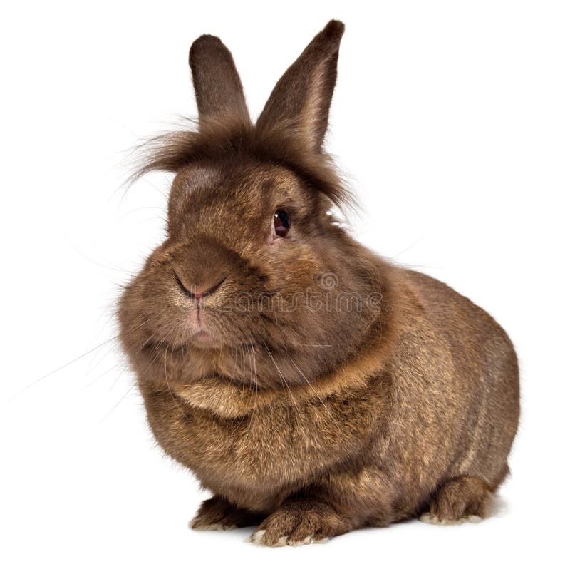 Grande coniglio del lionhead colorato cioccolato capo divertente fotografia stock Grande coniglio del lionhead colorato cioccolato capo divertente fotografia stock