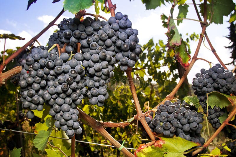 Grande conjunto de uvas maduras de Sangiovese