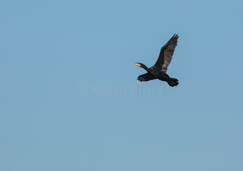 Grande Cormorant em vôo fotografia de stock royalty free Grande Cormorant em vôo fotografia de stock royalty free