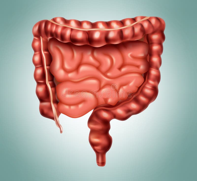 Grande e intestino delgado ilustração royalty free Grande e intestino delgado ilustração royalty free