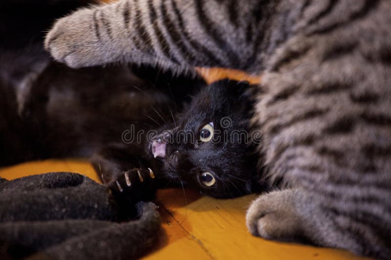 Grande e piccolo gatto immagine stock. Immagine di piccolo 45851951