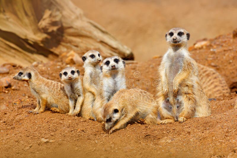 Grande famiglia animale Immagine divertente dalla natura dell'Africa Meerkat sveglio, suricatta del Suricata, sedentesi sulla pie fotografia stock