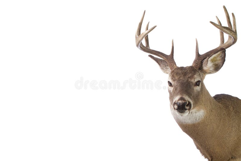 Grande fanfarrão do whitetail isolado no branco imagens de stock Grande fanfarrão do whitetail isolado no branco imagens de stock