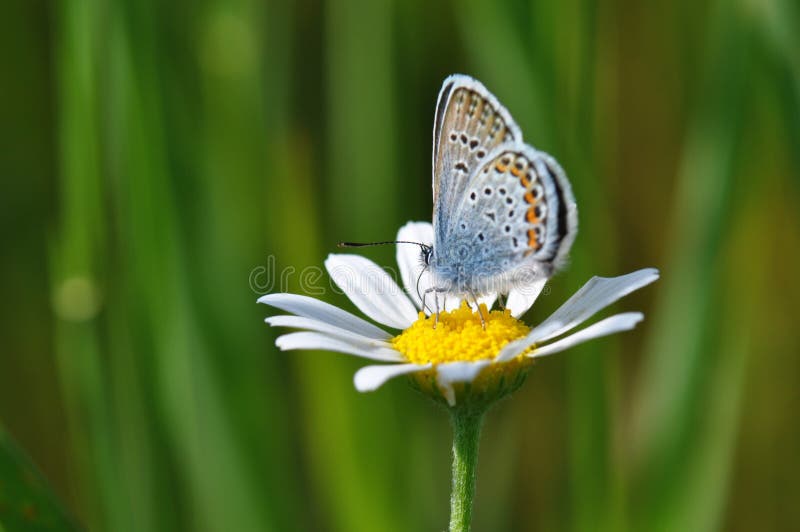 Macro dettaglio di grande farfalla blu su un prato