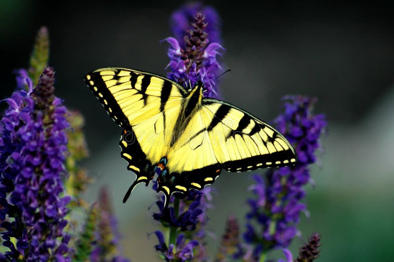 Grande farfalla gialla di Swallowtail della tigre immagine stock libera da diritti