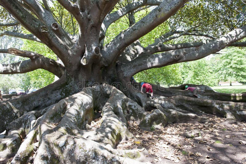 Grande ficus come barre di scimmia fotografia stock Grande ficus come barre di scimmia fotografia stock