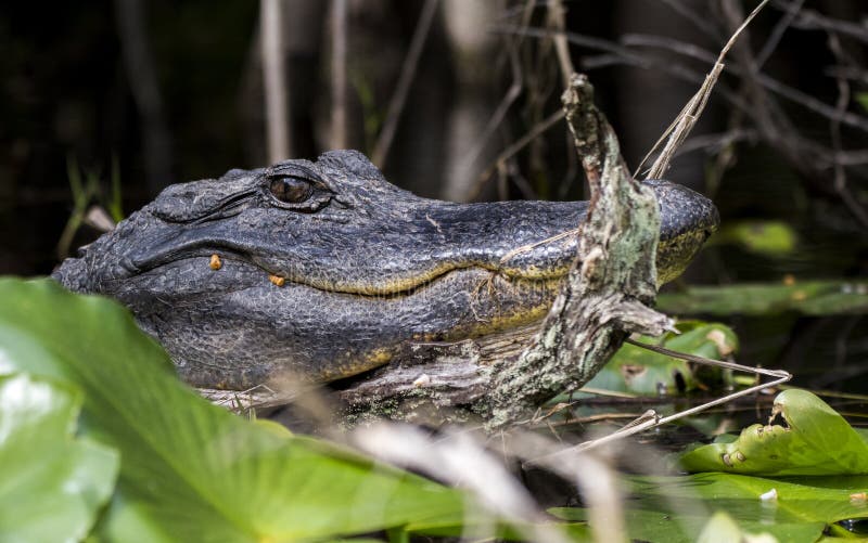 Grande fin d'alligator américain vers le haut de marais d'Okefenokee photographie stock libre de droits Grande fin d'alligator américain vers le haut de marais d'Okefenokee photographie stock libre de droits
