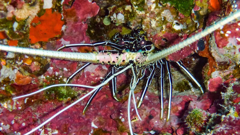 Grande fine dell'aragosta su Natura selvaggia della barriera corallina, Maldive fotografia stock Grande fine dell'aragosta su Natura selvaggia della barriera corallina, Maldive fotografia stock