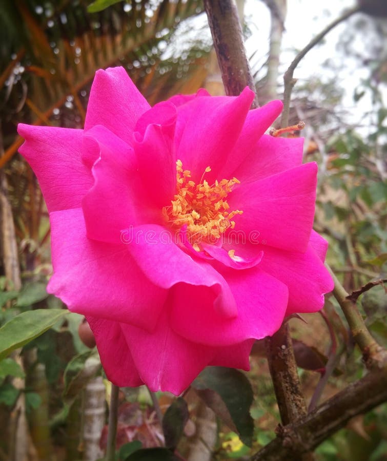 Grande fiore sbalorditivo di fucsia con lo stame giallo dentro immagine stock libera da diritti Grande fiore sbalorditivo di fucsia con lo stame giallo dentro immagine stock libera da diritti