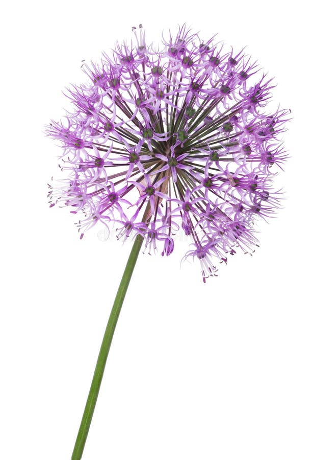 Orecchini Fiore Di Cristalli Con Perla Centrale - Foto 5