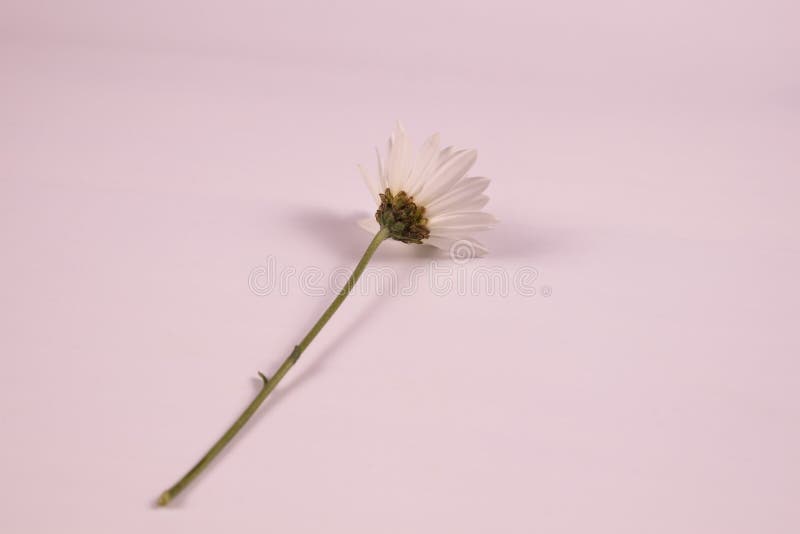 Grande Fleur Blanche De Camomille Sur Une Tige Courte En Diagonale Sans  Feuilles Photo stock - Image du climat, extérieur: 205801338