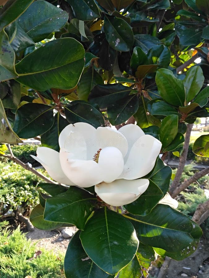 Fleur Blanche D'arbre De Ficus Image stock - Image du symbole, hybride:  48416905