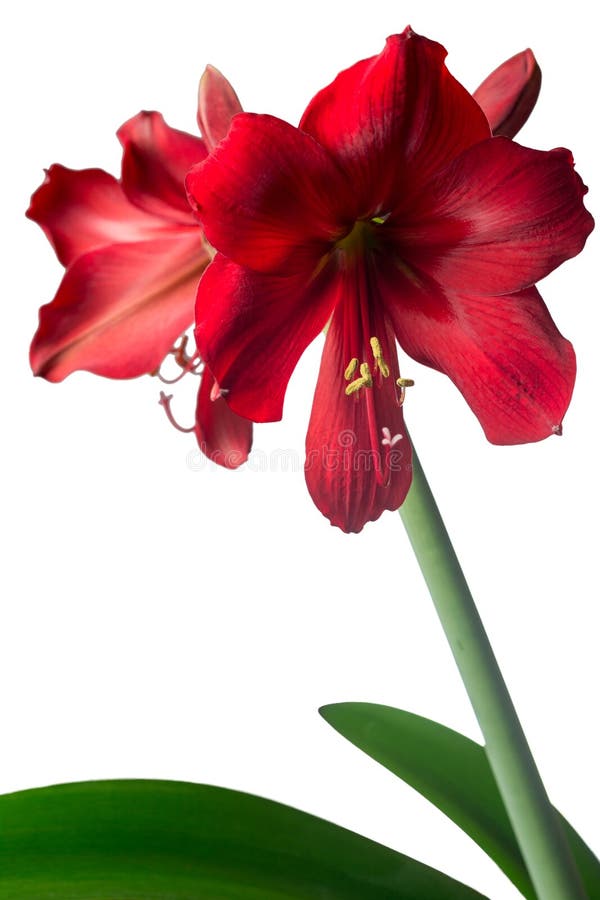 Grande Fleur Exotique Rouge Vertical Image stock - Image du fond, floral:  68463129