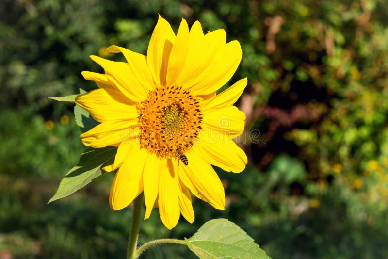 Grande fleur jaune de tournesol sur un day_ clair d'automne photo stock Grande fleur jaune de tournesol sur un day_ clair d'automne photo stock