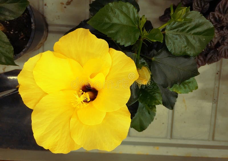 A grande flor amarela brilhante do hibiscus roxo aumentou sinensis no verde deixa o fundo natural Jardim tropical de Karkade fotos de stock A grande flor amarela brilhante do hibiscus roxo aumentou sinensis no verde deixa o fundo natural Jardim tropical de Karkade fotos de stock