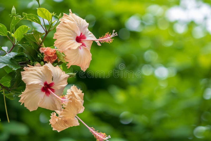A grande flor cor-de-rosa brilhante do hibiscus que roxo o hibiscus aumentou sinensis no verde sae do fundo natural Jardim tropic fotos de stock A grande flor cor-de-rosa brilhante do hibiscus que roxo o hibiscus aumentou sinensis no verde sae do fundo natural Jardim tropic fotos de stock